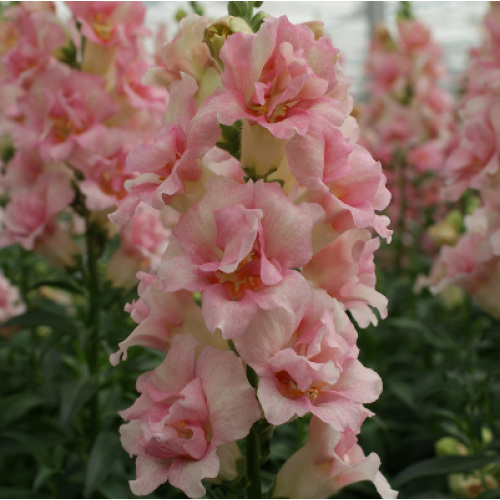 Семена цветов Hem Genetics Львиный зев DoubleShot Appleblossom 1000 шт. (BN12444)