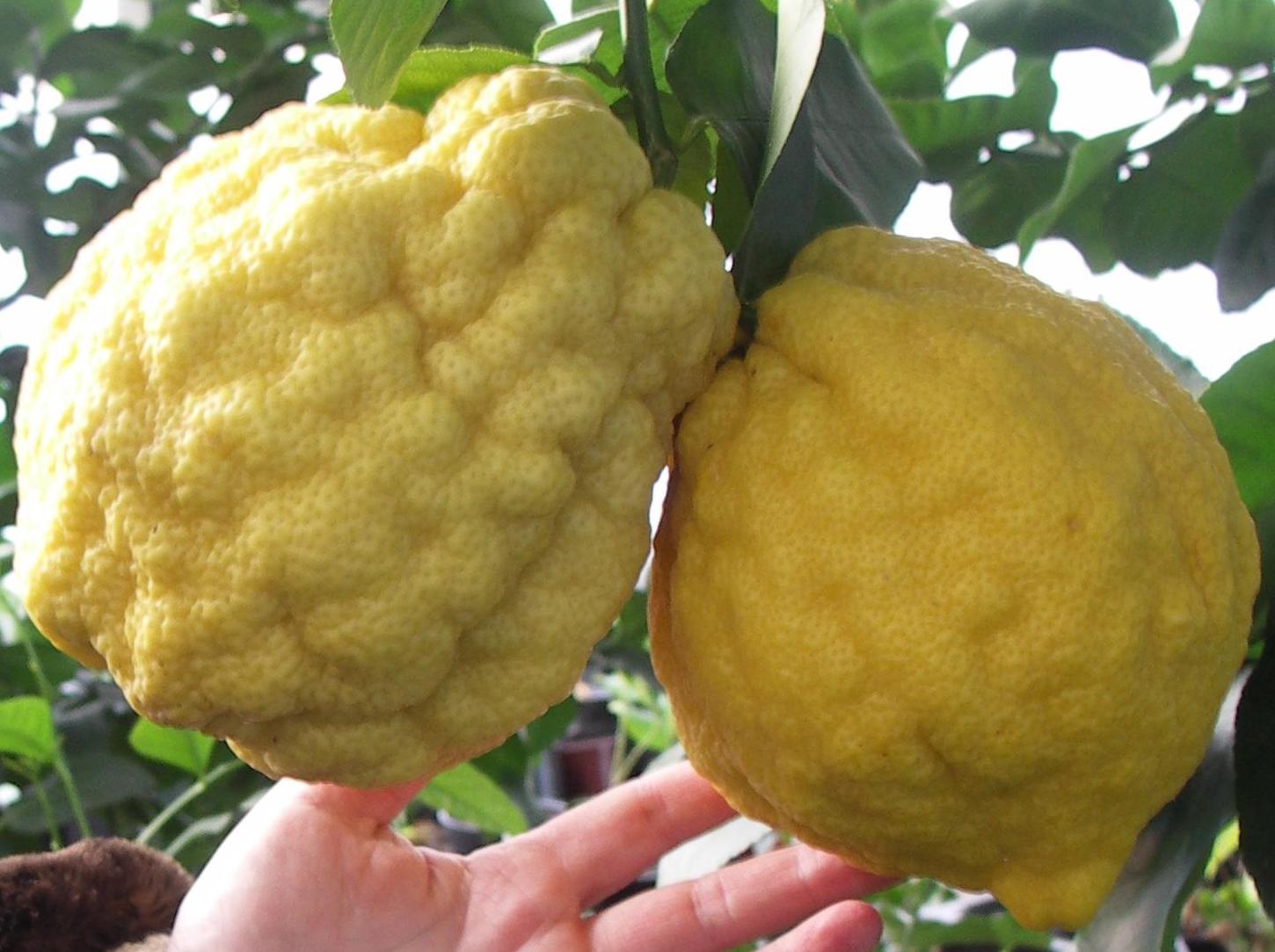 Цитрон Шишкан Citrus medica
