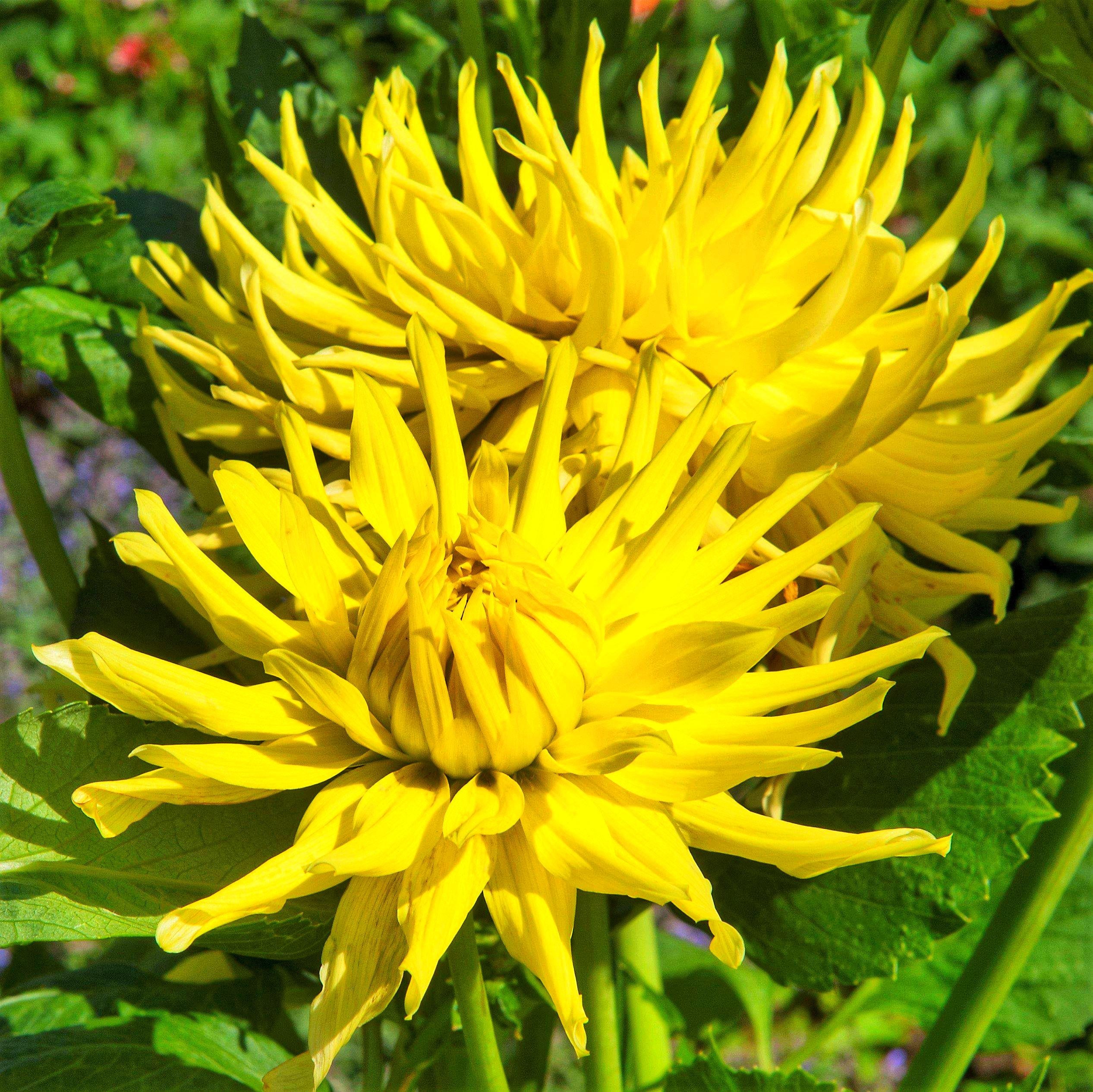 Жоржина Yellow Star 3 шт. (38285349)