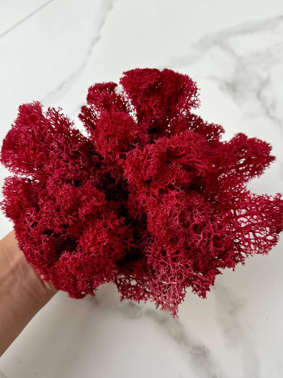 Стабилизированный мох Autumn (20698548) - фото 6 Стабилизированный мох Autumn (20698548) - фото 6