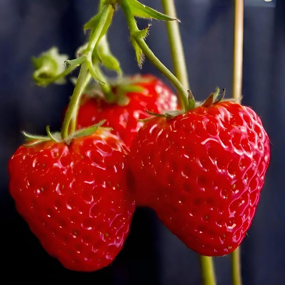 Насіння кімнатної ремонтантної полуниці сорту Вершки 100 шт. - фото 5