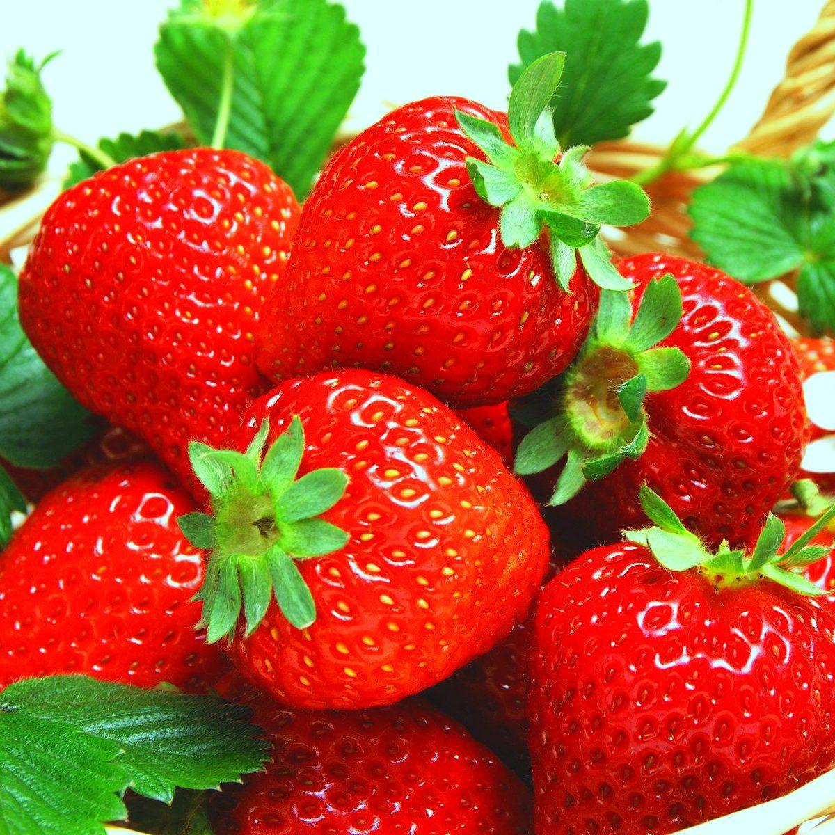 Саженец клубники Referent ремонтантная морозостойкая (1355166855)