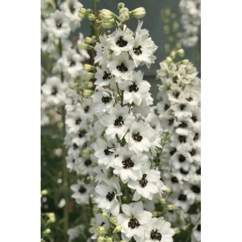 Семена цветов Дельфиниум новозеландский Black Eyed Angels F1 h 1-1,2 m New Zealand Delphiniums 5 шт. (BN13061-4)