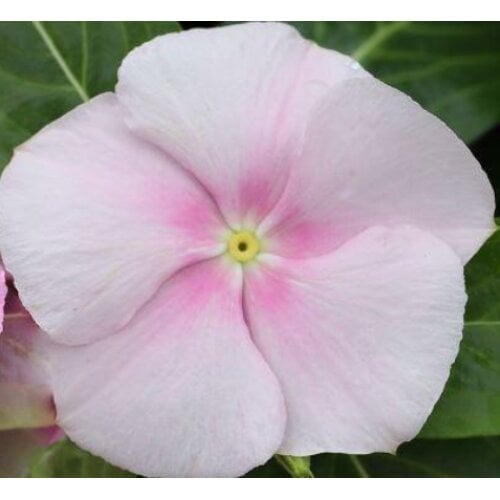 Семена цветов Катарантус розовый Victory Light Pink Sakata 25 шт. (BN06576-4)