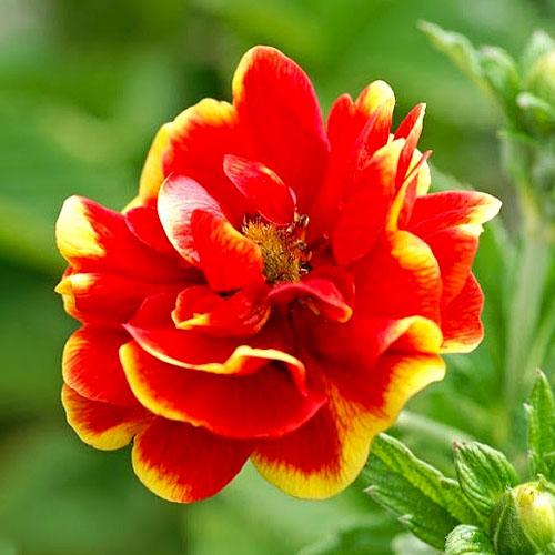 Лапчатка Florium Arc-en-Ciel (13783)