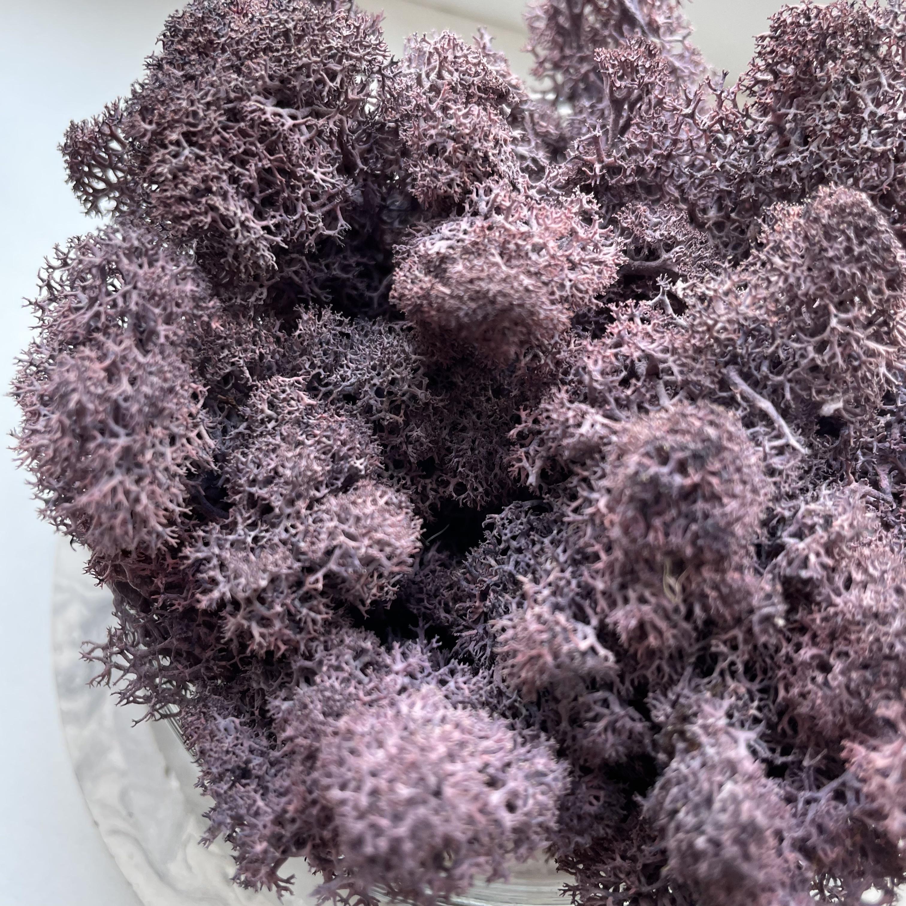 Стабілізований мох норвезький ягель 2 кг Фіолетовий (27363035) - фото 7 Стабілізований мох норвезький ягель 2 кг Фіолетовий (27363035) - фото 7