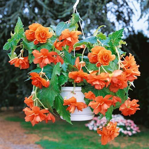Бегония Florium Pendula Cascade Orange (4572) - фото 3