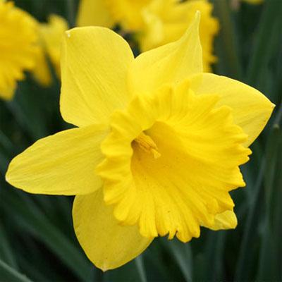 Нарцисс Florium Dutch Master (5756)