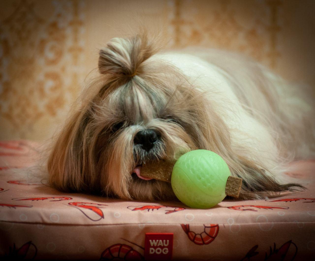 Мячик светонакопительный Waudog Fun с отверстием для вкусностей 7 см (6209) - фото 10