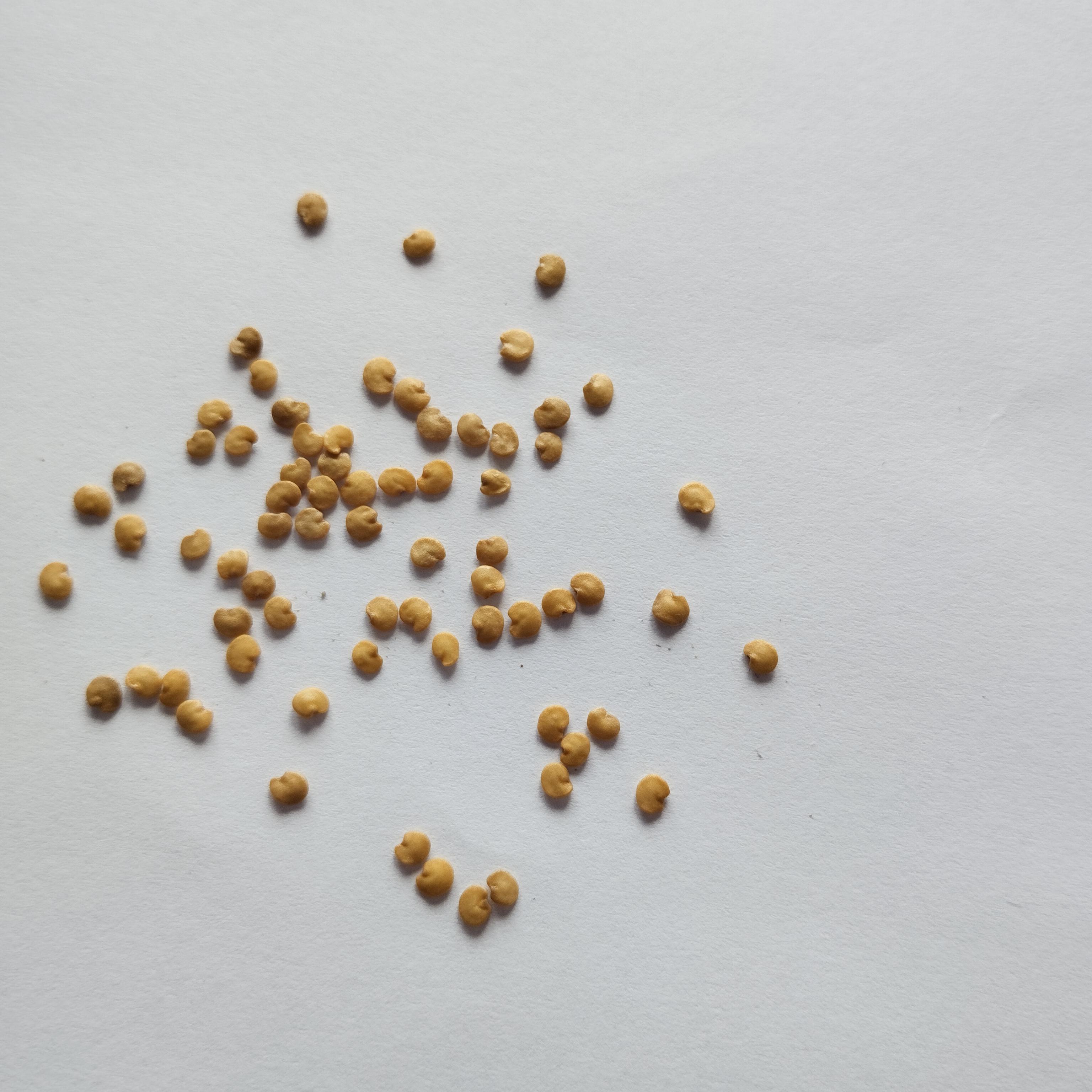 Насіння Баклажан Алмаз 0,3 г 70 шт. фіолетовий середньостиглий (RS-00883) - фото 2 Насіння Баклажан Алмаз 0,3 г 70 шт. фіолетовий середньостиглий (RS-00883) - фото 2