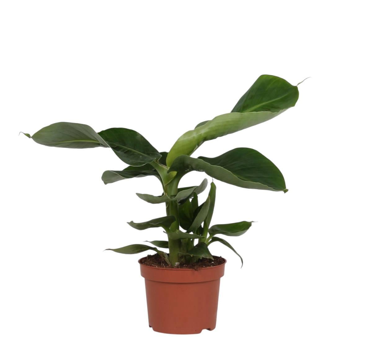 Банан Musa Tropicana 12/27 см (29747747)