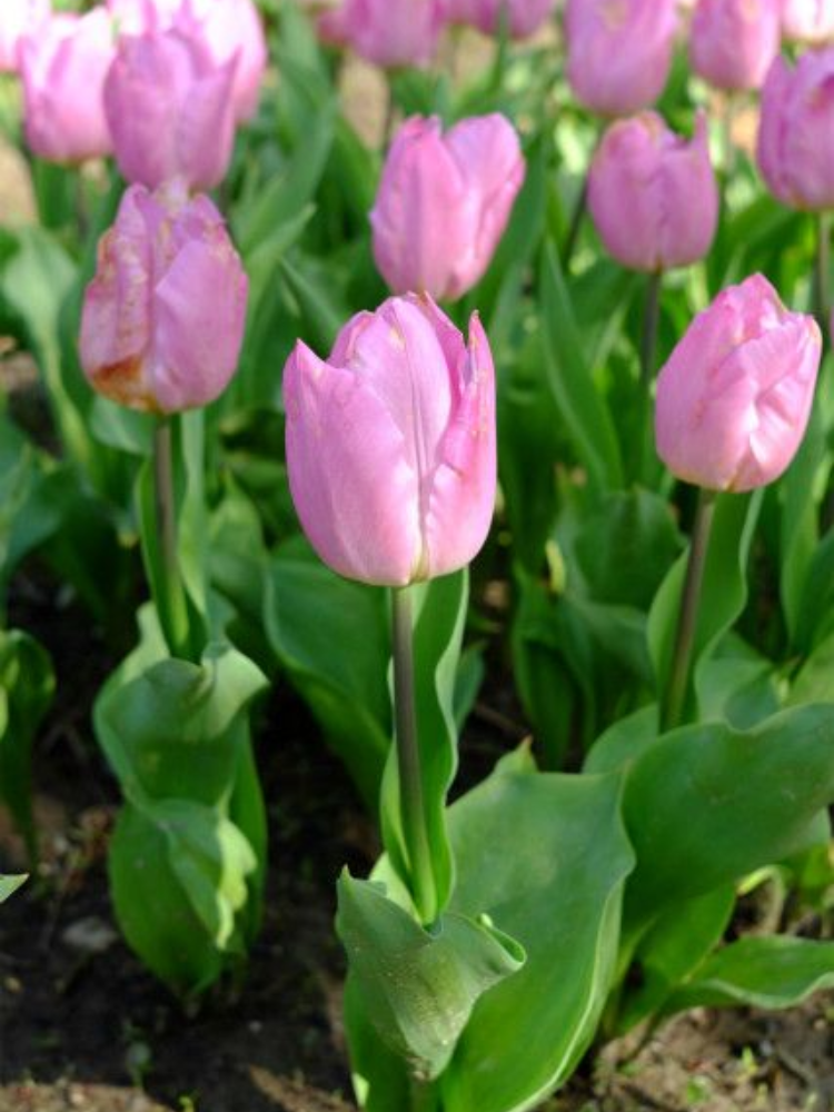 Луковицы цветов Тюльпани Light Pink Prince 2 шт. (7371)