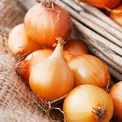 Семена Цибуля Florium Yellow Moon шалот Озимий (7278)