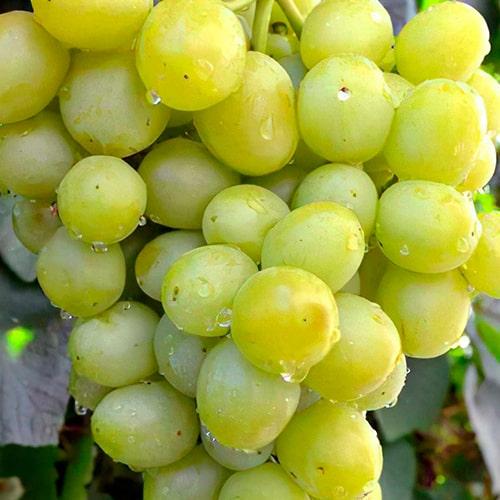 Саджанець Виноград Першозваний ранній термін дозрівання стійкий сорт не сприйнятливий до хвороб (25525)