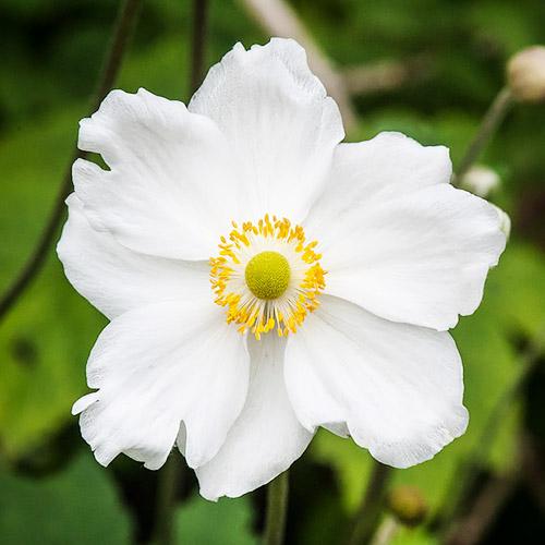 Анемона Florium Honorine Jobert (2529)