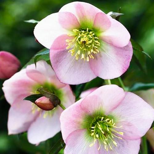 Морозник Florium Ballard Hybrids (15092)