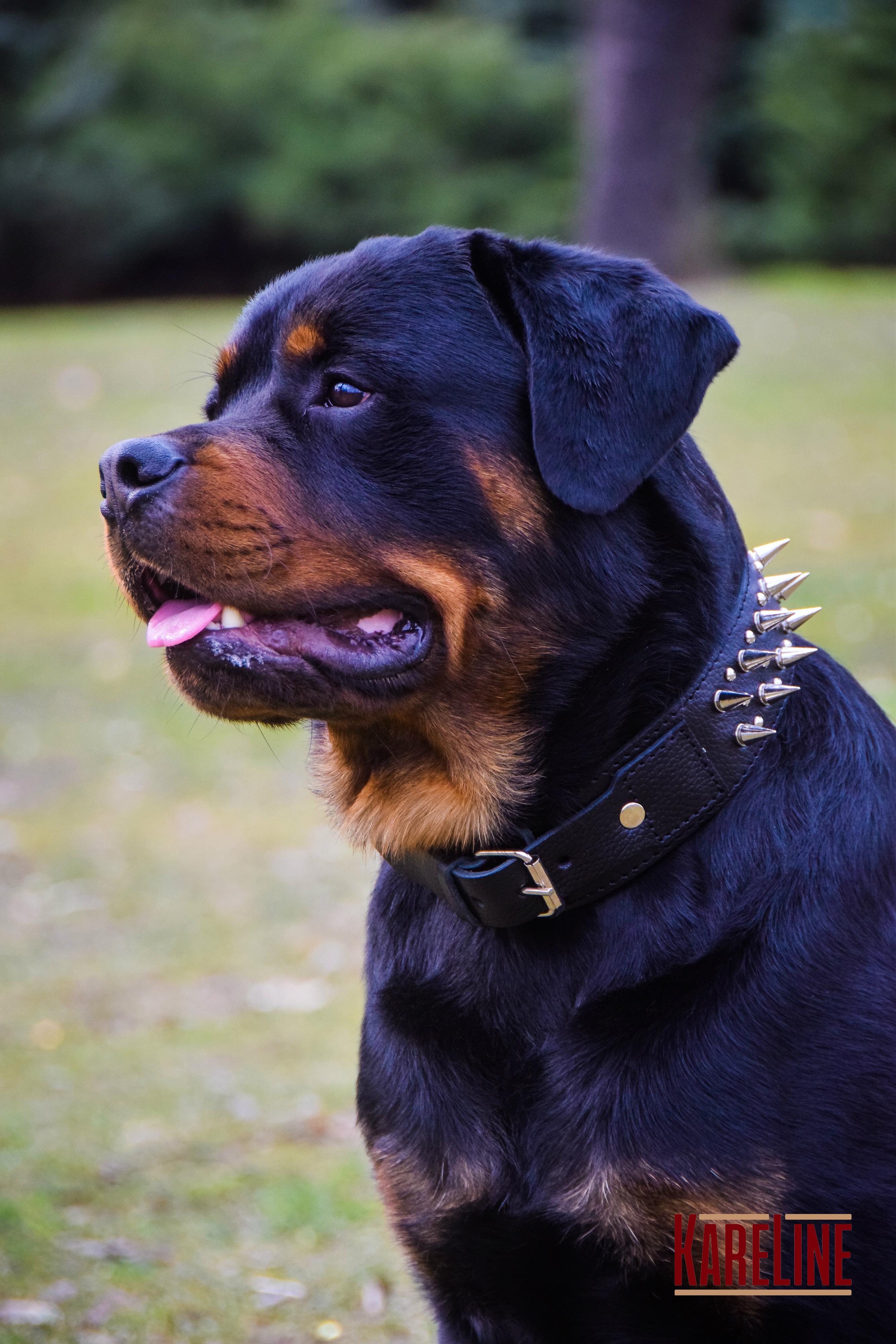 Ошейник KareLine из натуральной кожи с заклепками и шипами 50 мм 580-650 мм (1761/1) - фото 3 Ошейник KareLine из натуральной кожи с заклепками и шипами 50 мм 580-650 мм (1761/1) - фото 3