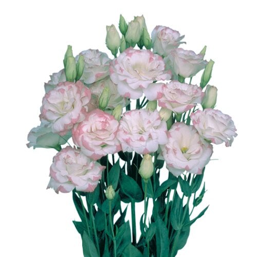 Семена цветов Эустома Лизитанус Mariachi Pink Picotee Sakata 250 шт. (BN06655-2)
