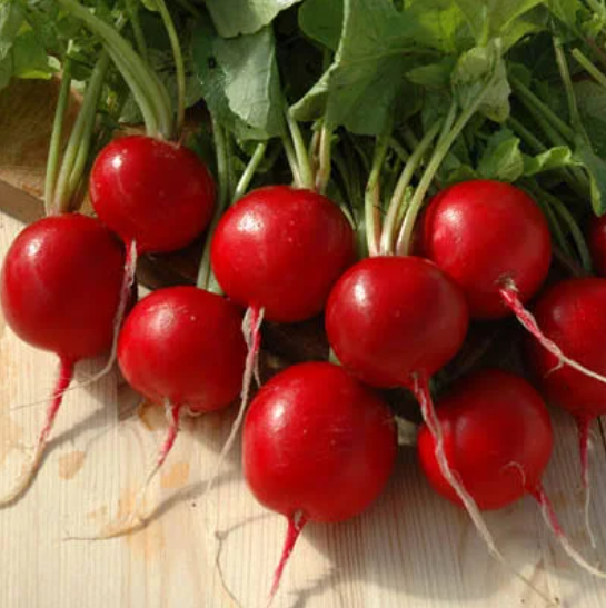 Семена Редис Сакса ТМ Агроном ТД Гекса-Украина 01-23-031 4 г (IR02139)