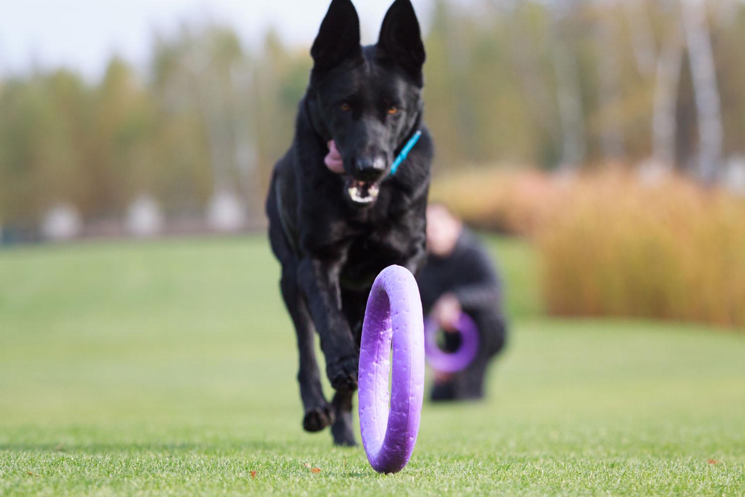 Тренувальний снаряд для собак Puller Standard 28 см (6490) - фото 17