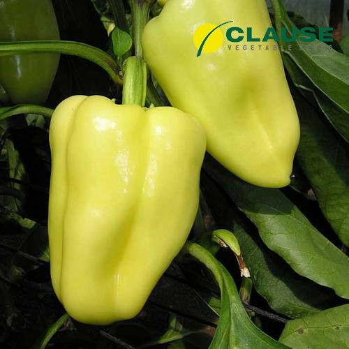 Перец Clause FLAMINGO F1 50 г (2289680110)