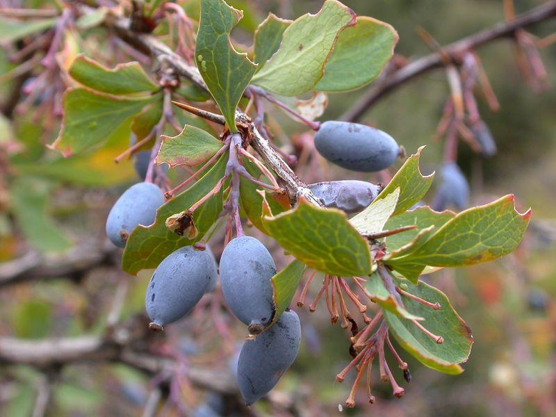 Насіння Барбарис іспанський Berberis hispanica 5 шт./уп. - фото 2