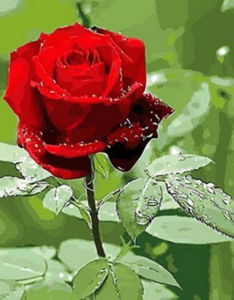 Картина по номерам Josef Otten Цветы Роза 40х50 см в термопакете (9314PH_O-mt)