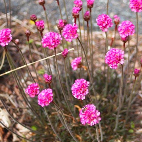 Армерия Florium Maritima Rubrifolia (15088) - фото 2