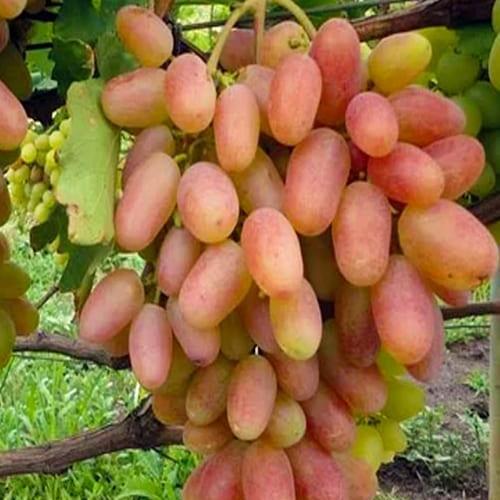 Саджанець Виноград світло-рожевий Лялька Сhrysalis преміальний столовий сорт раннього терміну дозрівання (61691)