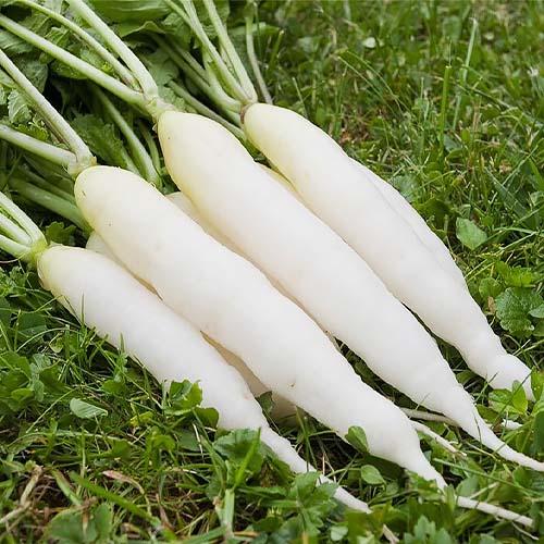 Семена Редька Florium Дайкон Florium (4229)
