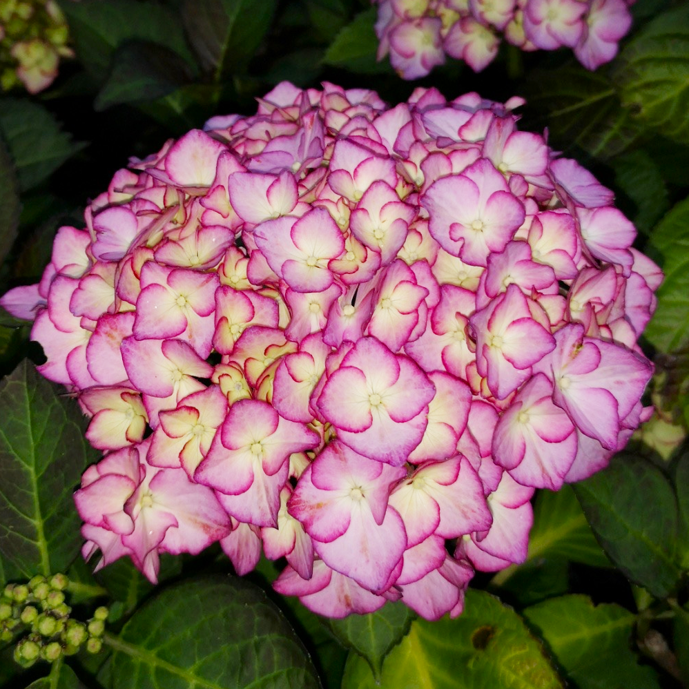 Саженец гортензии крупнолистной Hydrangea macrophylla Adula Lila Р9 (1904419624)