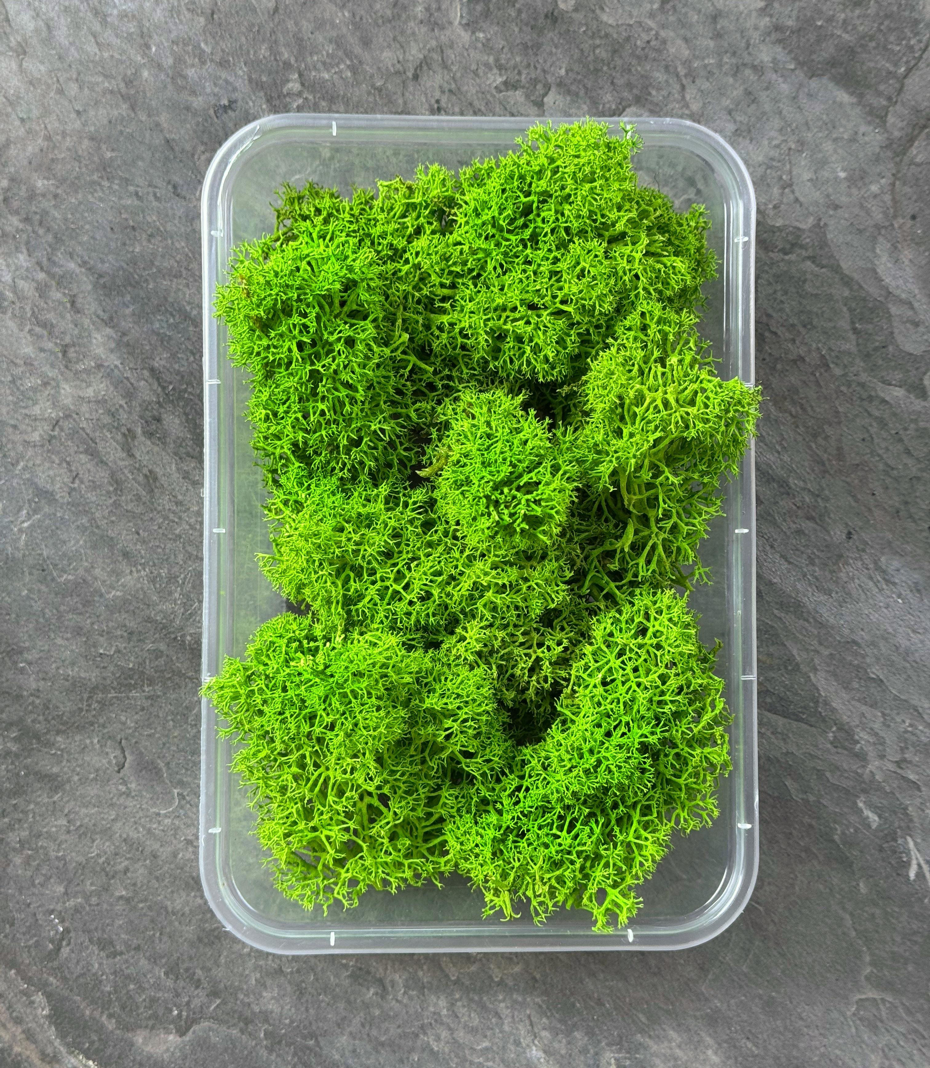 Мох ягель стабилизированный Premium без шапочек 20 г Светло-зеленый Мох ягель стабилизированный Premium без шапочек 20 г Светло-зеленый