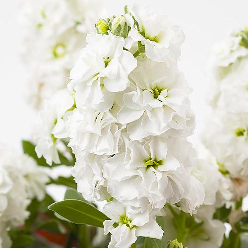 Семена Левкой Florium Свинг (13044) - фото 2 Семена Левкой Florium Свинг (13044) - фото 2