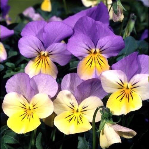 Семена цветов Виола рогатая ампельная Takii Four Seasons F1 Blue with Yellow 1000 шт. (BN09012)