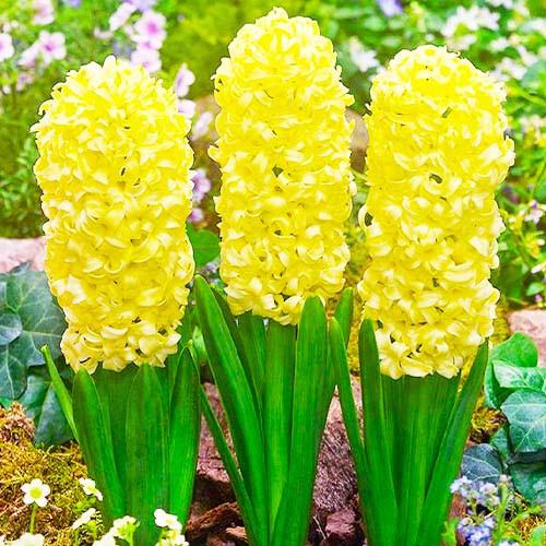 Гиацинт Florium Yellow Queen Florium 10 шт. (18530)