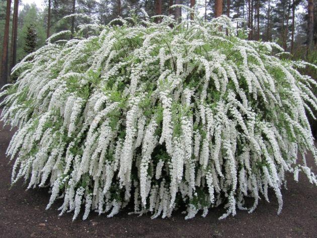 Саженцы Спирея Ванггута Spiraea vanhouttei горшок 0,5 л