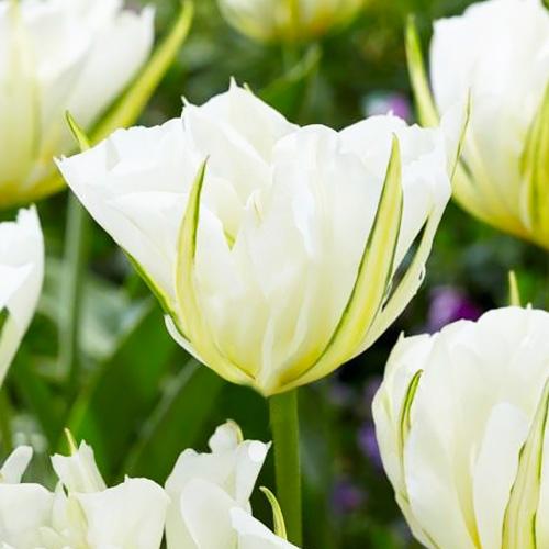 Тюльпан Florium White Valley (15530)