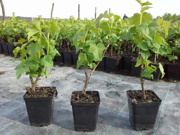 Саджанці малини 50 шт. (8632) - фото 3 Саджанці малини 50 шт. (8632) - фото 3