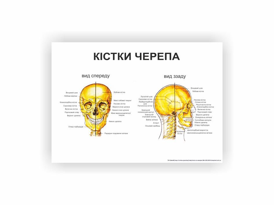 Плакат Vivay "Кости черепа" 30х40 см (25789576)