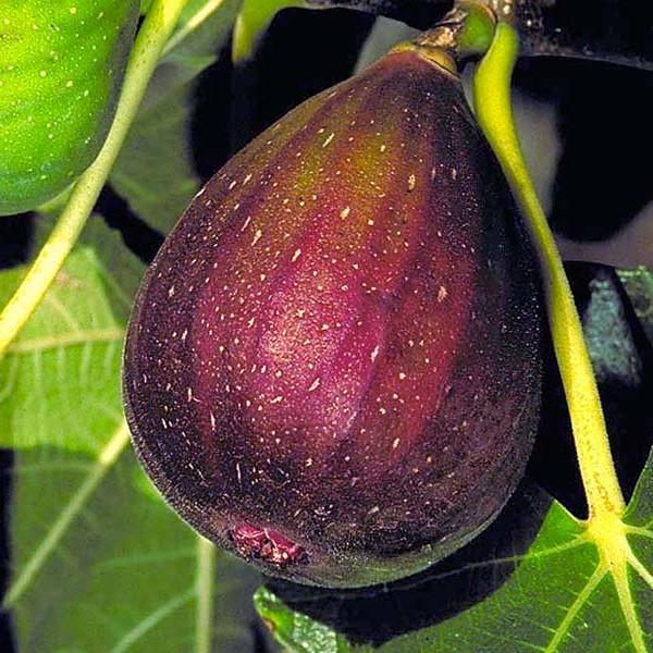 Саженец инжира Brown Turkey зимостойкий самоплодный сладкий (1223824329) - фото 2