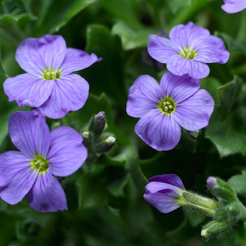 Семена цветов Syngenta Обриета гибридная Audrey Sky Blue 25 шт. (BN07528-4)