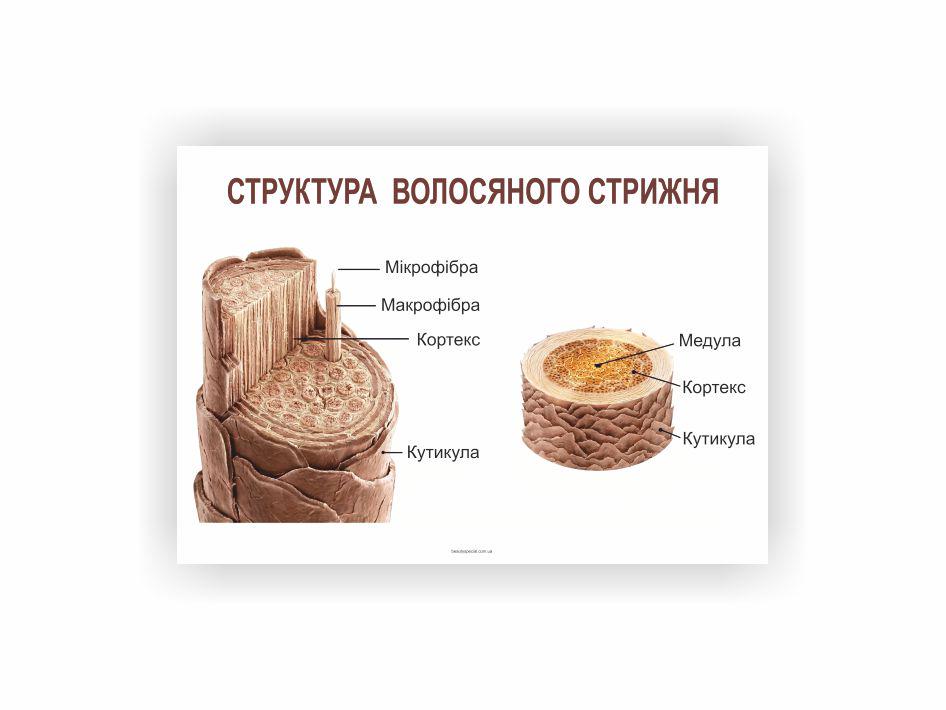 Плакат Vivay Строение волосяного стержня 60x40 см (33731520)