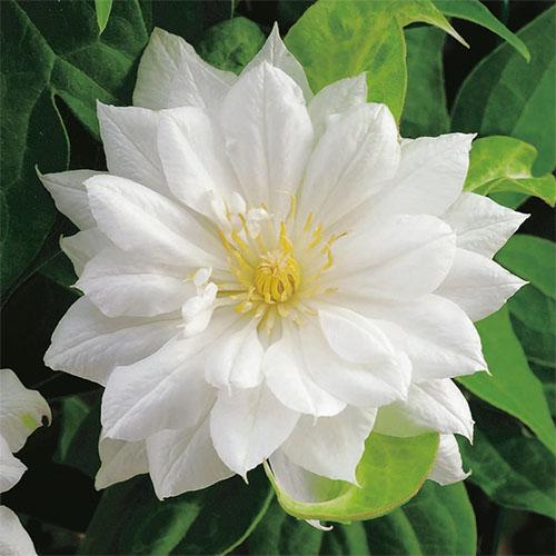 Клематис Duchess of Edinburgh Florium