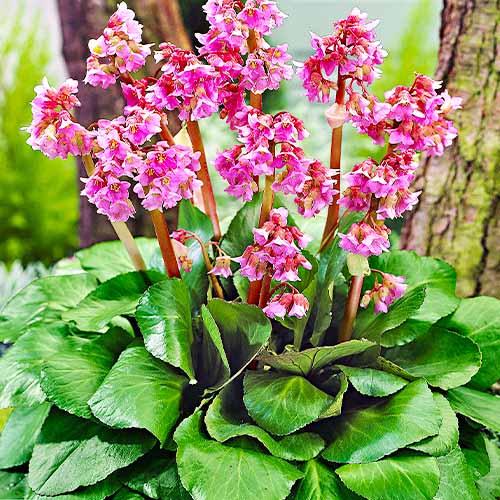 Бергения Florium Eroica (3814)