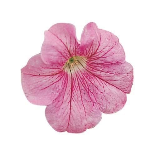 Семена цветов Sakata Петуния крупноцветковая Falcon Blush Pink 10 шт. (BN11821-4)
