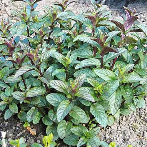 Мята Florium Chocolate (5385) - фото 2