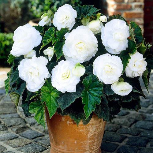 Бегония Florium махровая Белый (6413)