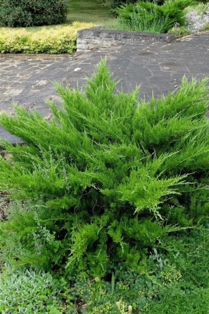 Можжевельник средний Минт Джулип 5 л