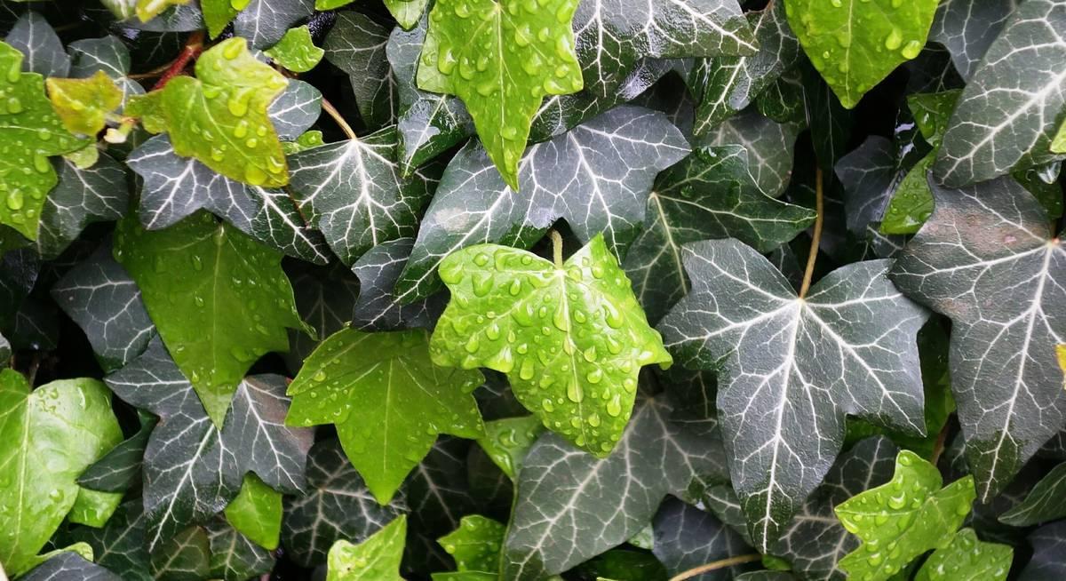 Саженцы плюща обыкновенного Hedera helix в горшке 0,5 л - фото 1 Саженцы плюща обыкновенного Hedera helix в горшке 0,5 л - фото 1