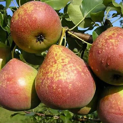 Саженцы груши Мраморная привитый 2-летний (3125)